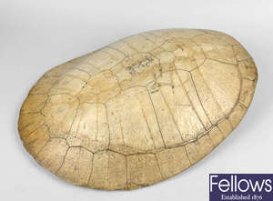 A late 19th century Loggerhead turtle shell